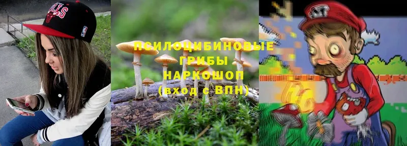 блэк спрут ТОР  Саров  Псилоцибиновые грибы Psilocybine cubensis 